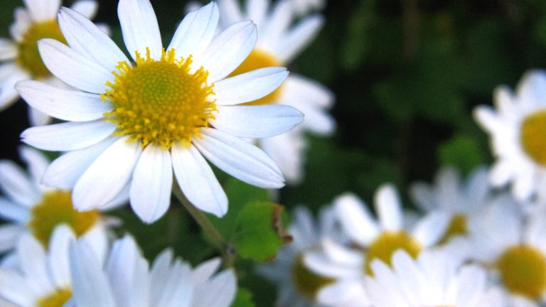 The Connection Between Hay Fever & Your Immune System
