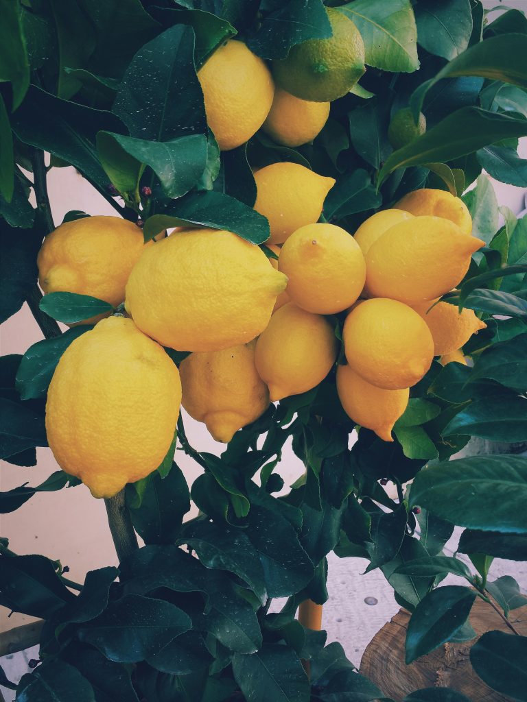 Lemons in a lemon tree surrounded by dark green leaves