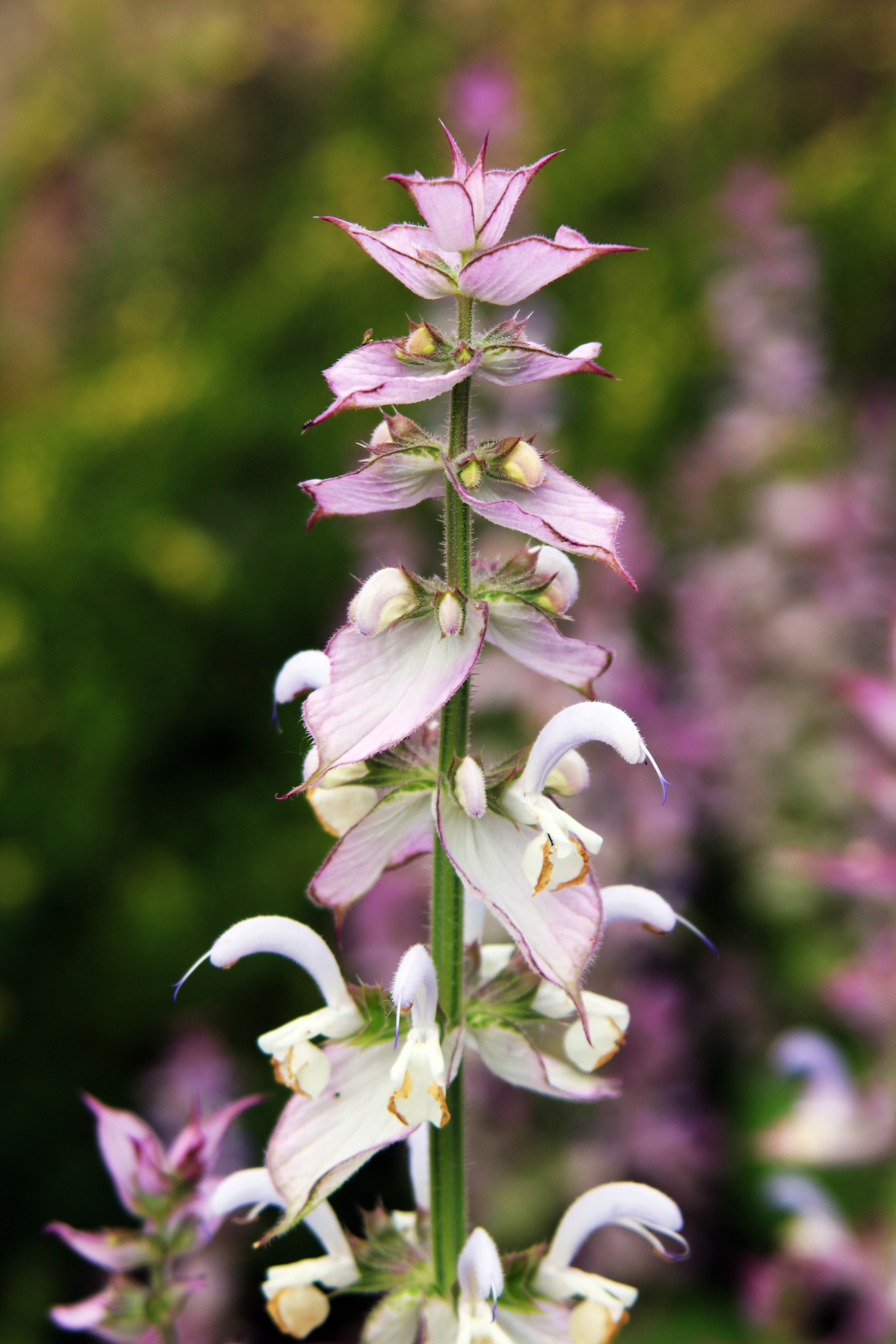 Clary sage flower